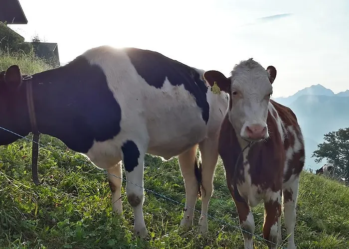 Swisshut Frühstückspension 2*