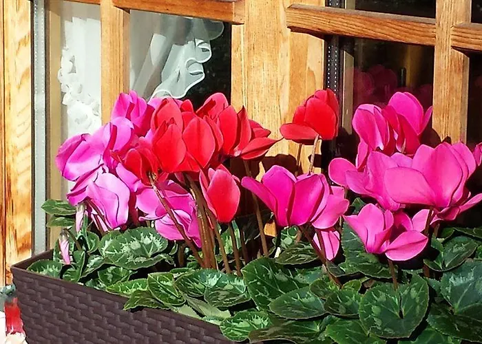 Swisshut Frühstückspension 2*