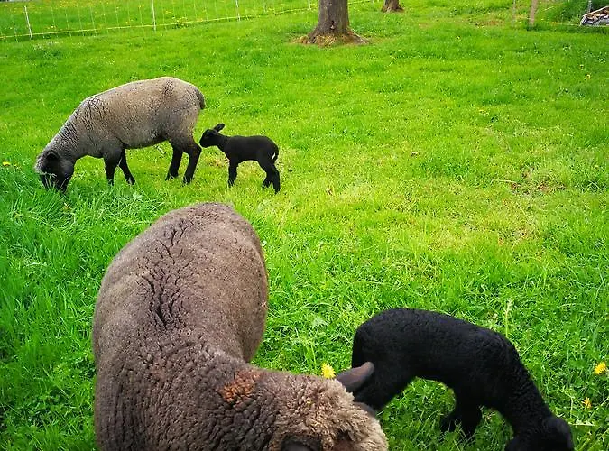 Swisshut 2* Sigriswil