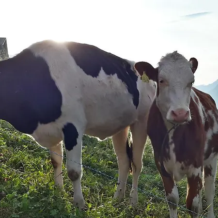 Swisshut Nocleg ze śniadaniem 2*