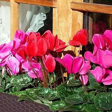 Swisshut Bed & Breakfast 2*