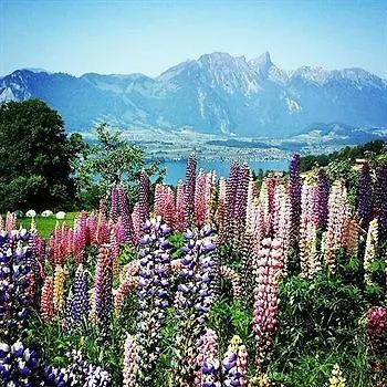 Bed & Breakfast Swisshut 2*