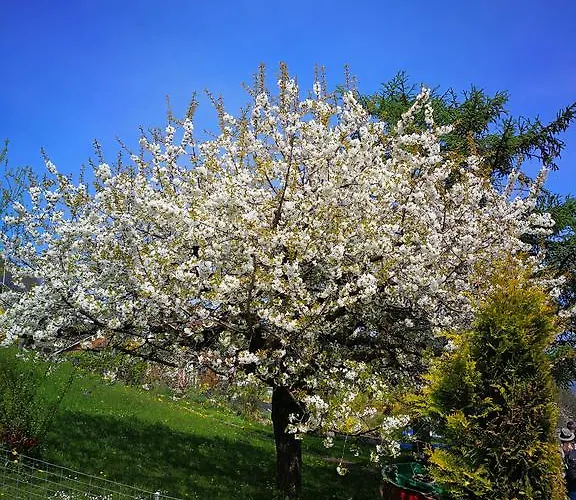 Bed & Breakfast Swisshut Sigriswil