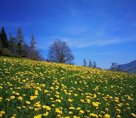 Swisshut Bed & Breakfast Sigriswil