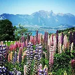 Bed & Breakfast Swisshut 2*