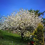 Bed & Breakfast Swisshut Sigriswil