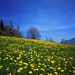 Swisshut Bed & Breakfast Sigriswil