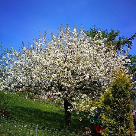Bed & Breakfast Swisshut Sigriswil